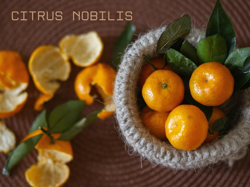 Fresh Citrus Nobilis mandarins in a basket with peels and leaves, rich in antioxidants for healthy scalp care.